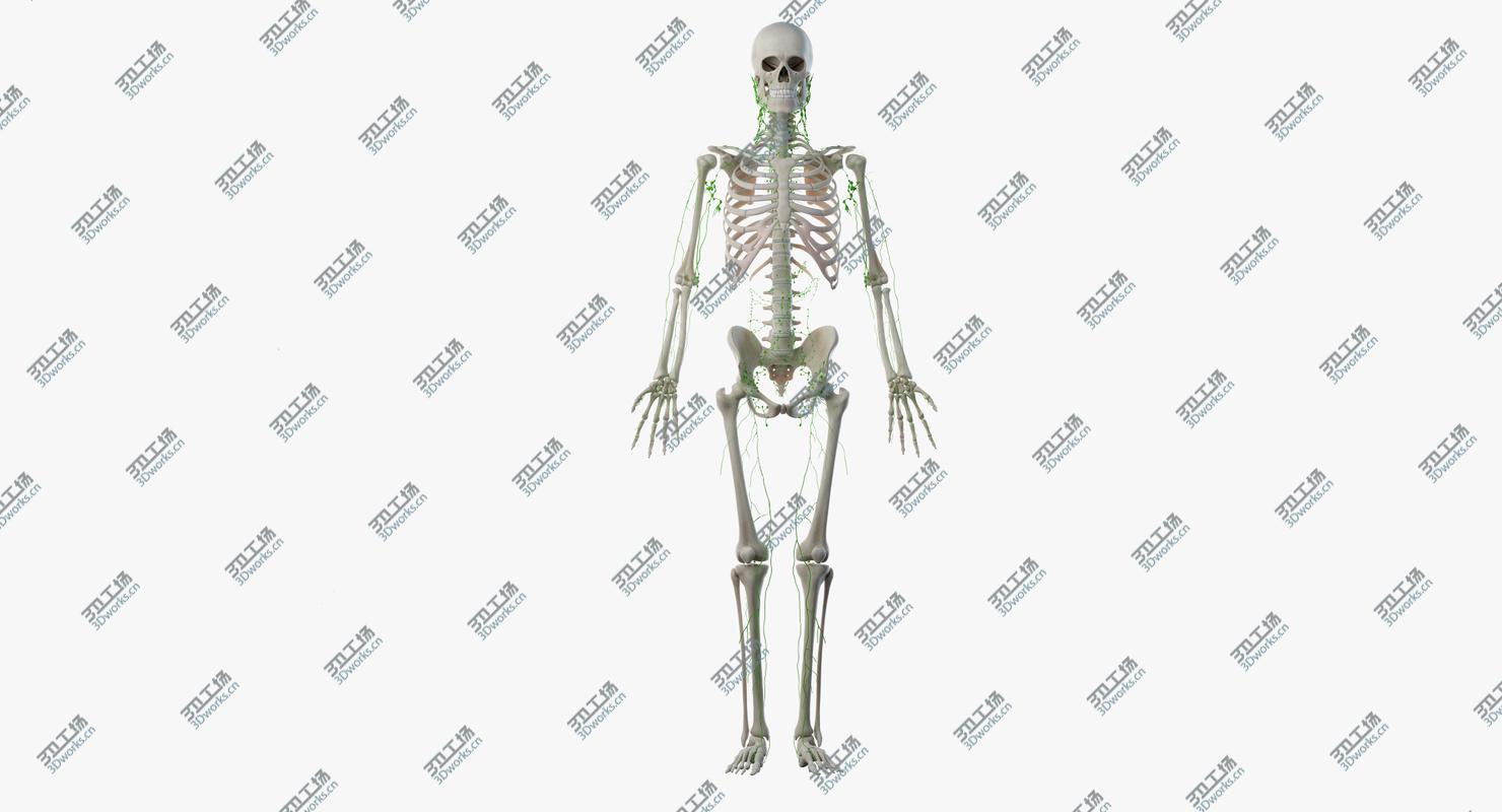images/goods_img/202105073/Male Skin, Skeleton And Lymphatic System Rigged 3D/5.jpg